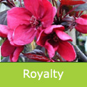 Bare Root Malus Royalty Crab Apple Tree (4), AWARD + SMALL + PURPLE LEAVES + DISEASE RESISTANT + RED FLOWERS **FREE UK MAINLAND DELIVERY + FREE 100% TREE WARRANTY**